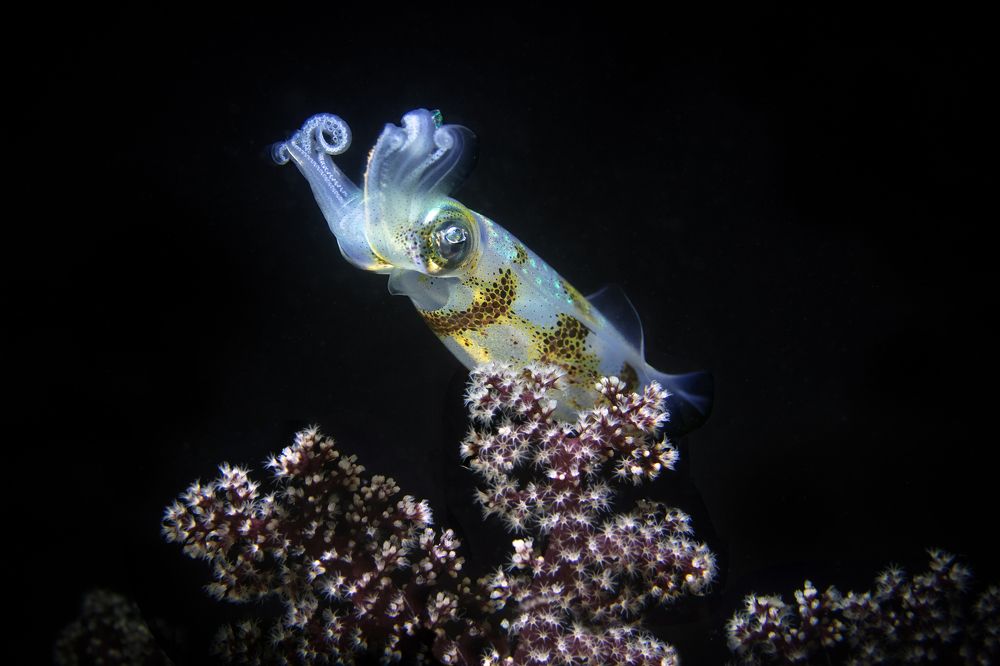 Photograph by Дериглазова Марина Владимировна