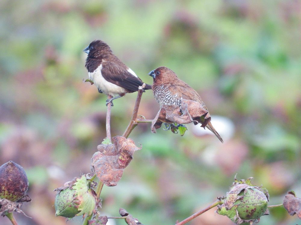 Photograph by Abdullah Al Mamun