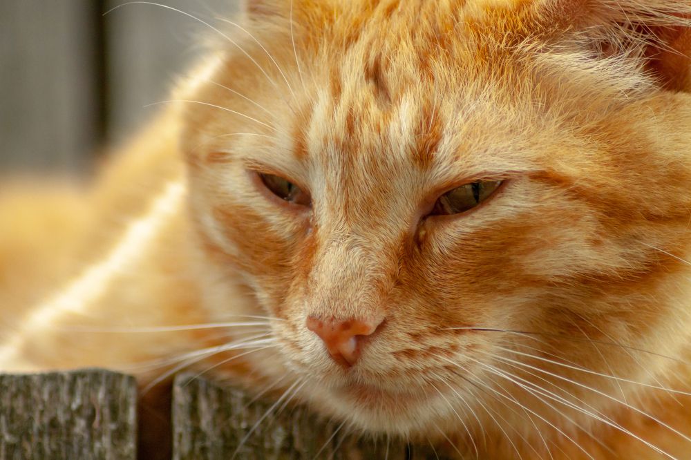 Фотография автора Валерий Елистратов