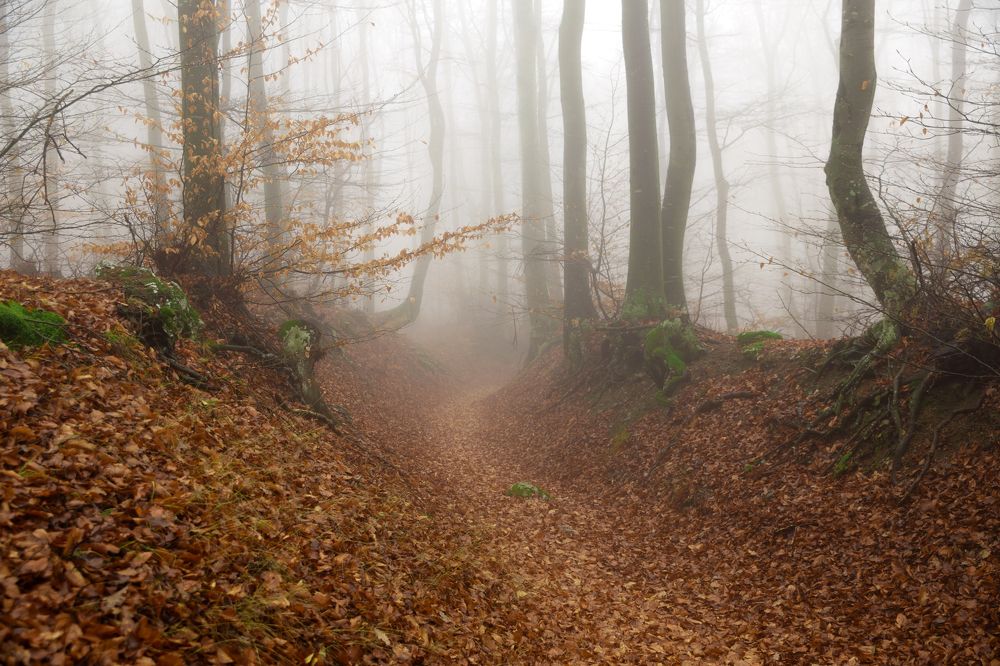 Photograph by Димитър Димитров