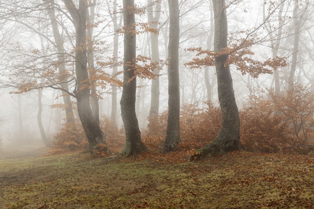 Photograph by Димитър Димитров