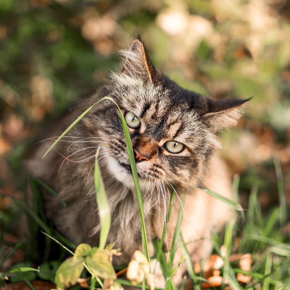 Фотография автора Сергей Суриков