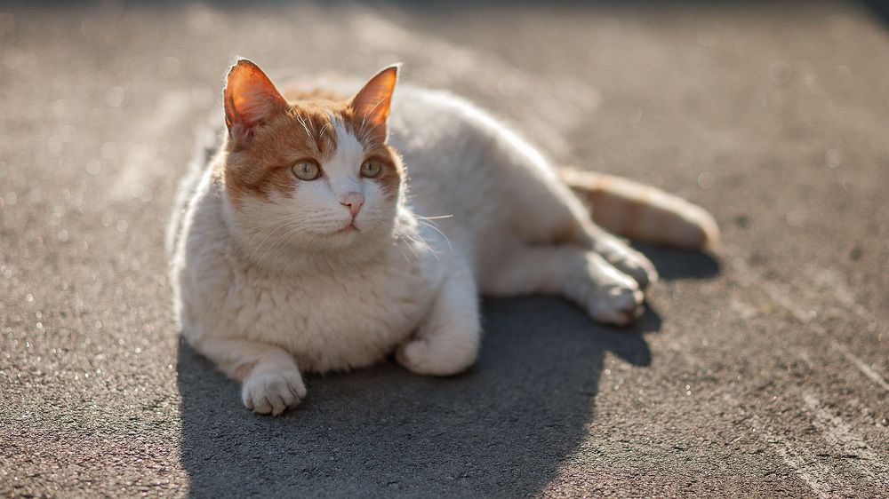 Photograph by Алексей Чернов