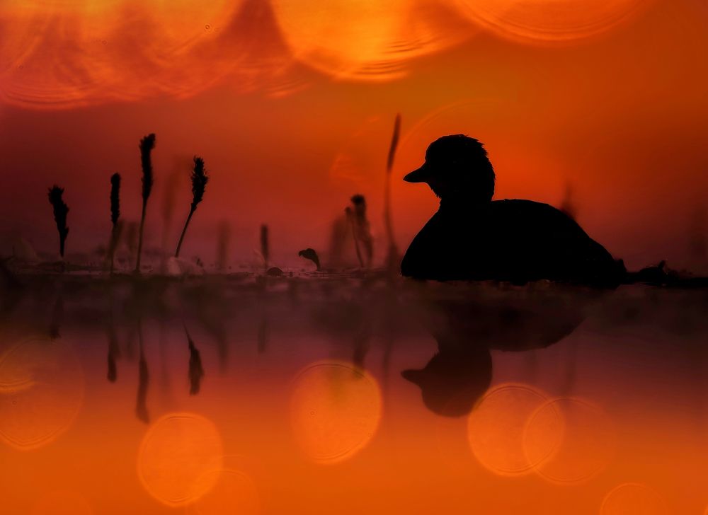 Photograph by Wojciech Sobiesiak