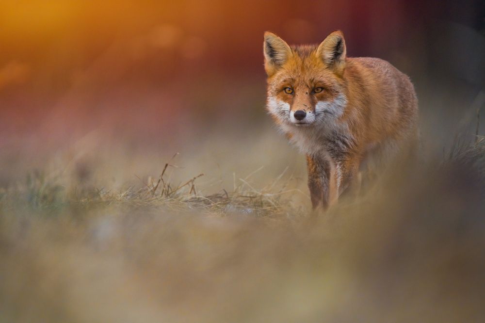 Photograph by Wojciech Sobiesiak