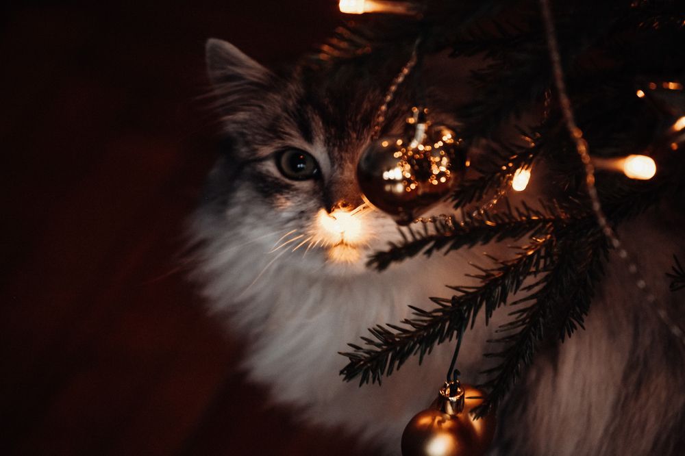 Photograph by Елена Лучшева