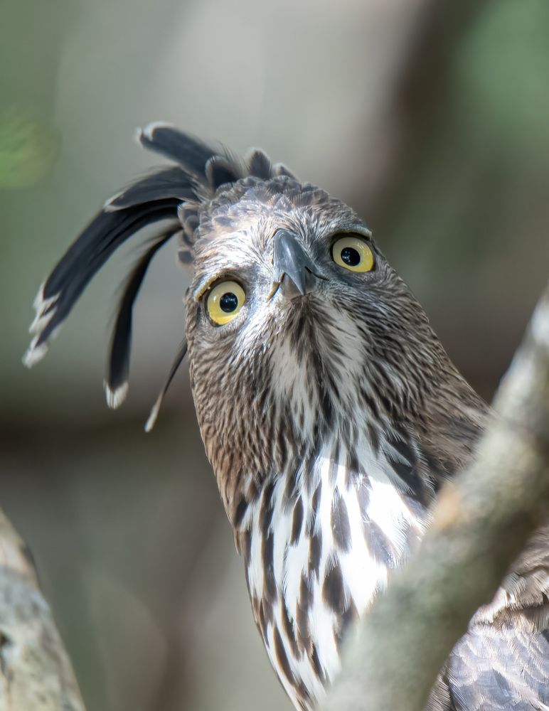 Photograph by Mohamed Raseem