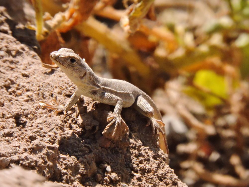 Bebé lagartijon