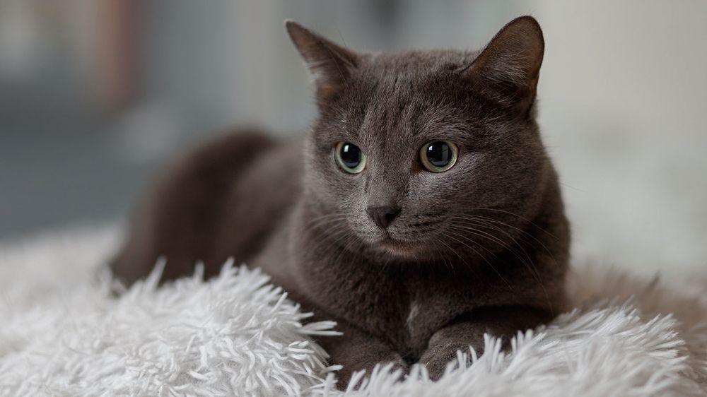 Photograph by Алексей Чернов