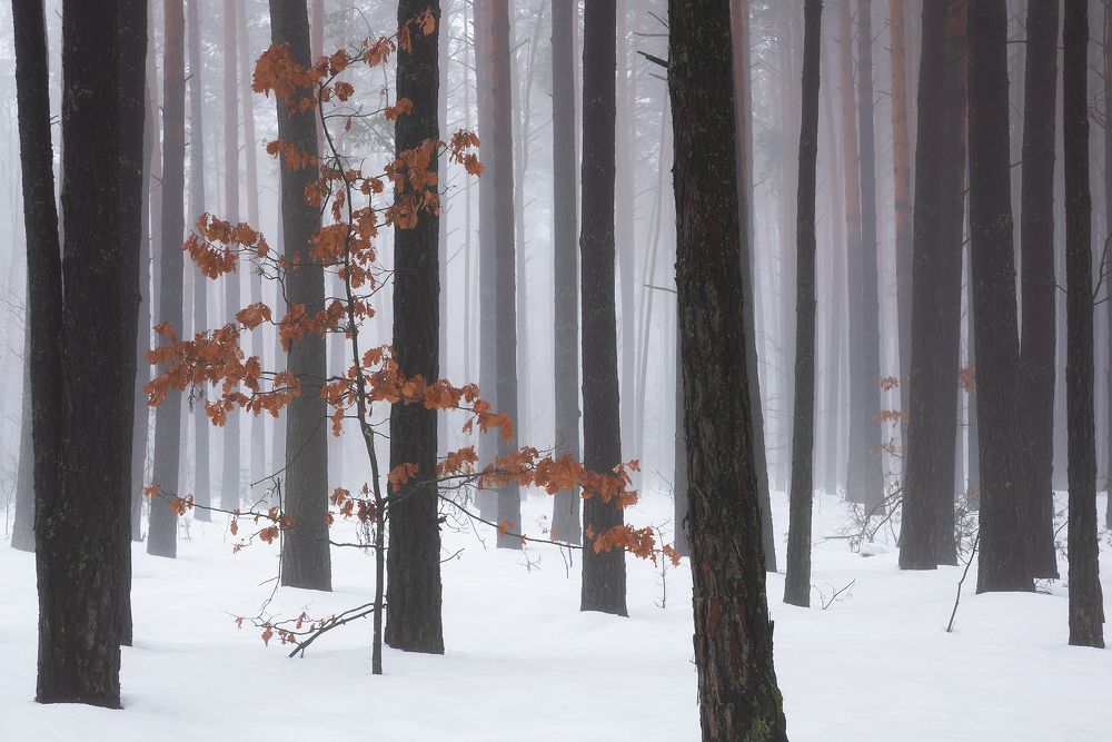 Ещё не вся листва опала