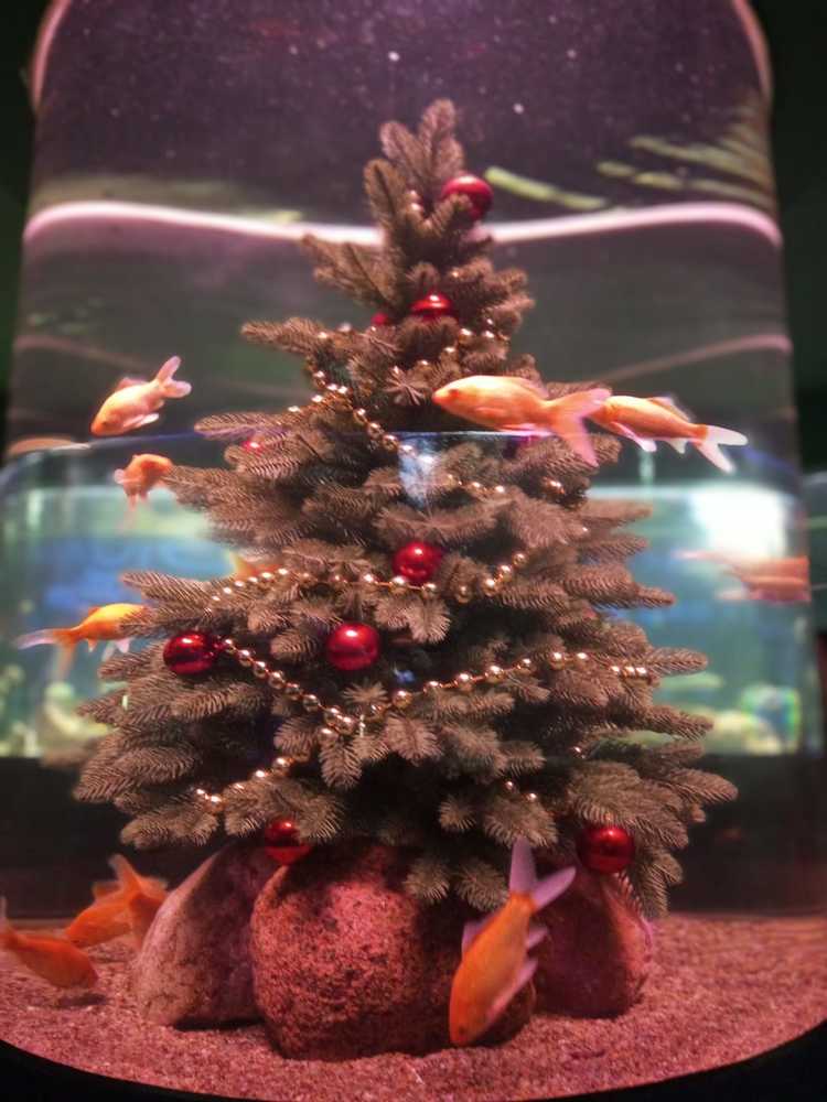 Photograph by Нина Гирнык