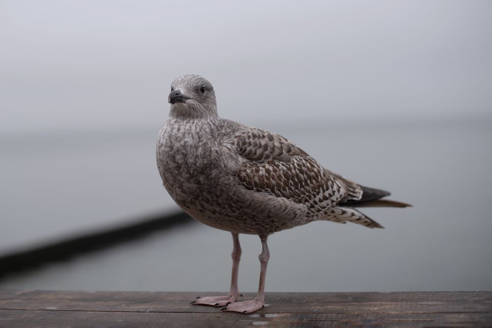 Photograph by Анна Новосельцева