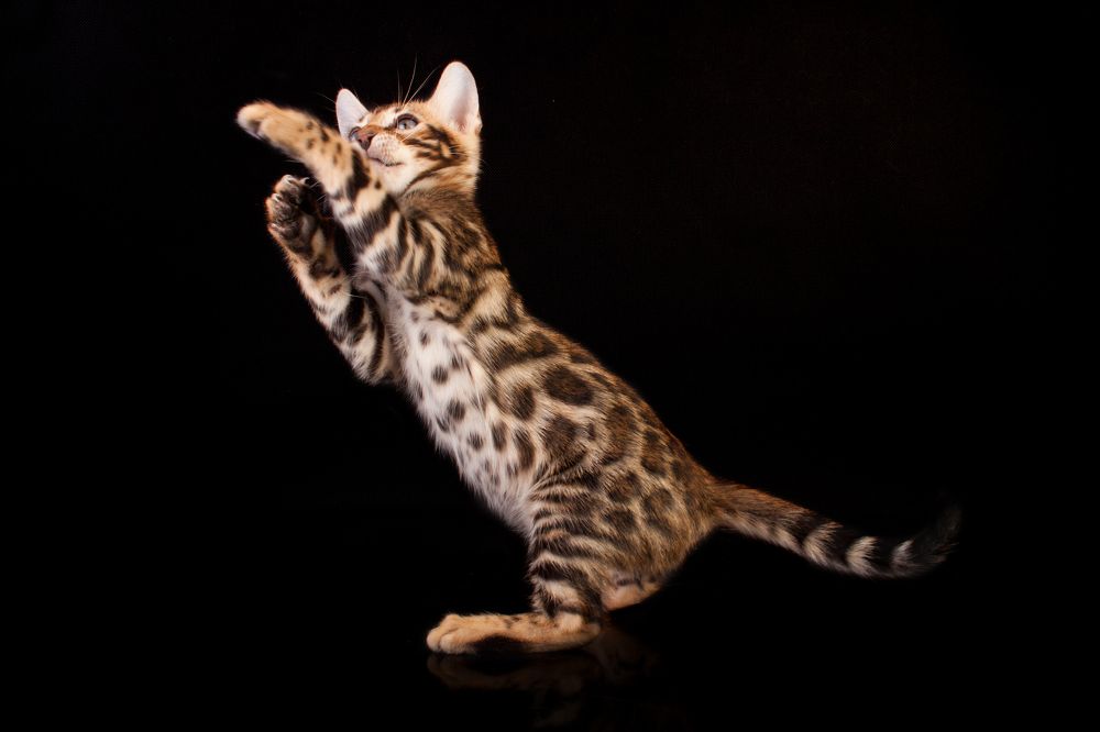 Photograph by Стрижаченко Инга