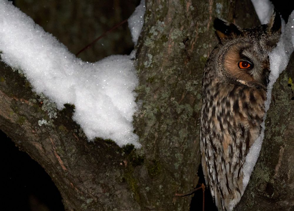 Ушастая сова (СПб, январь 2023)