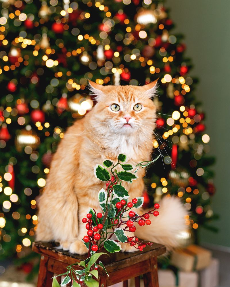 Photograph by Оксана Зверева