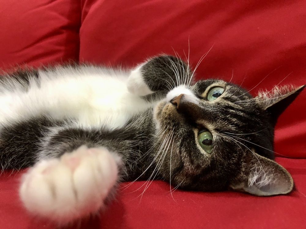 Балдёжная кошка