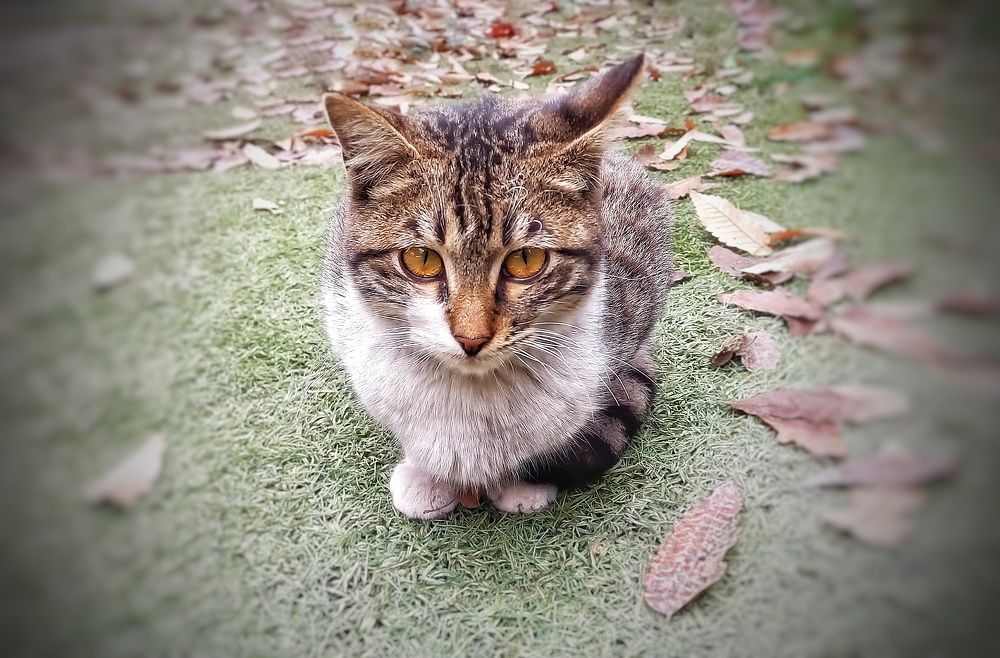 Photograph by Nushin Saboohi