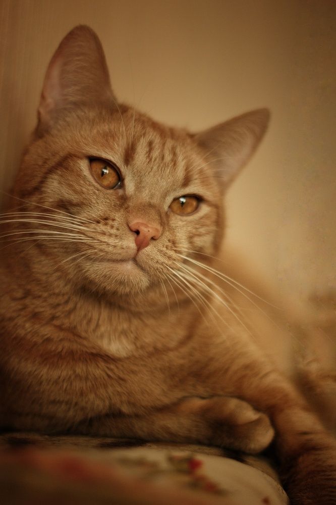 Photograph by Irina  Vasilyeva