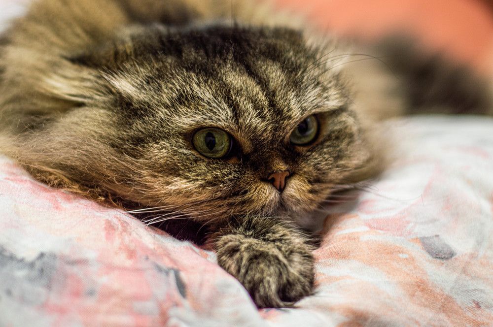 Photograph by Ангелина Ларина