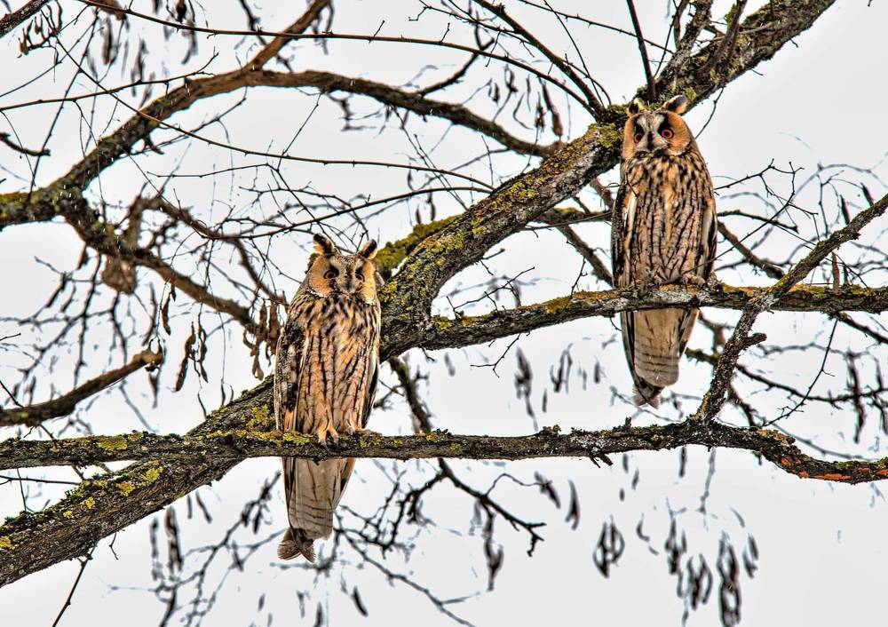 Ушастая сова.