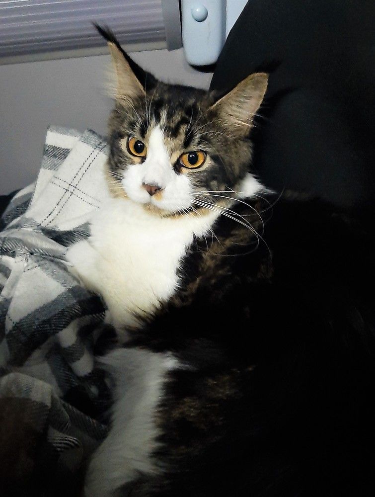 Пушистая попутчица