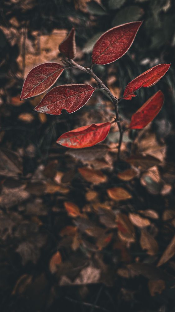 Photograph by Анна Фаюстова