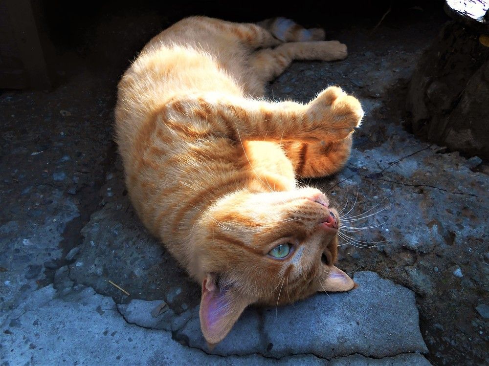 Бродяга из Гурзуфа