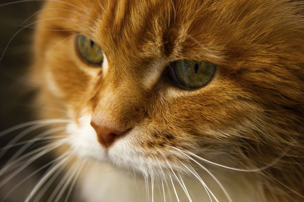 Фотография автора Зоя Малхова