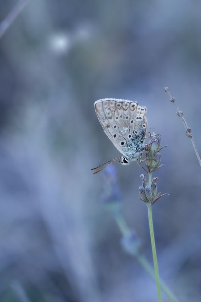 Photograph by Torres