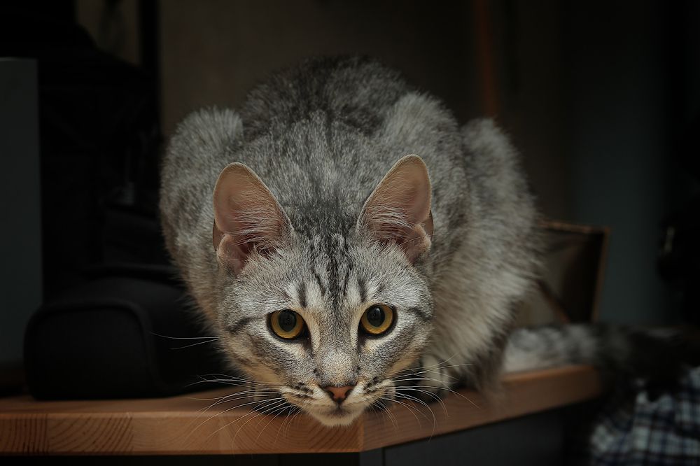 Фотография автора Геннадий Титов