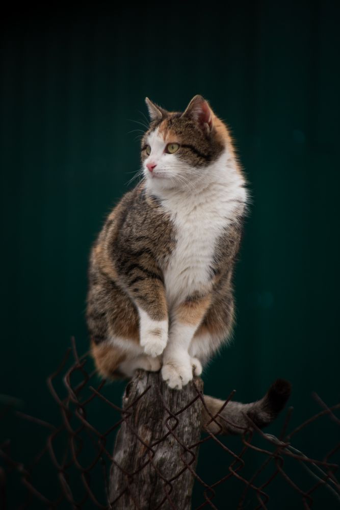 Photograph by Алексей Леднов