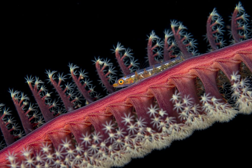 Photograph by Wojtek Meczynski