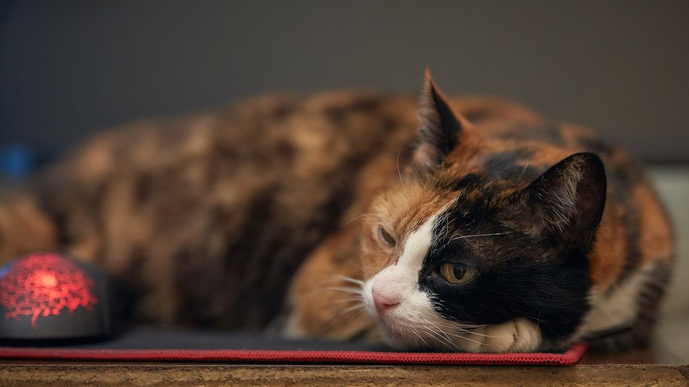 Photograph by Денис Будняк