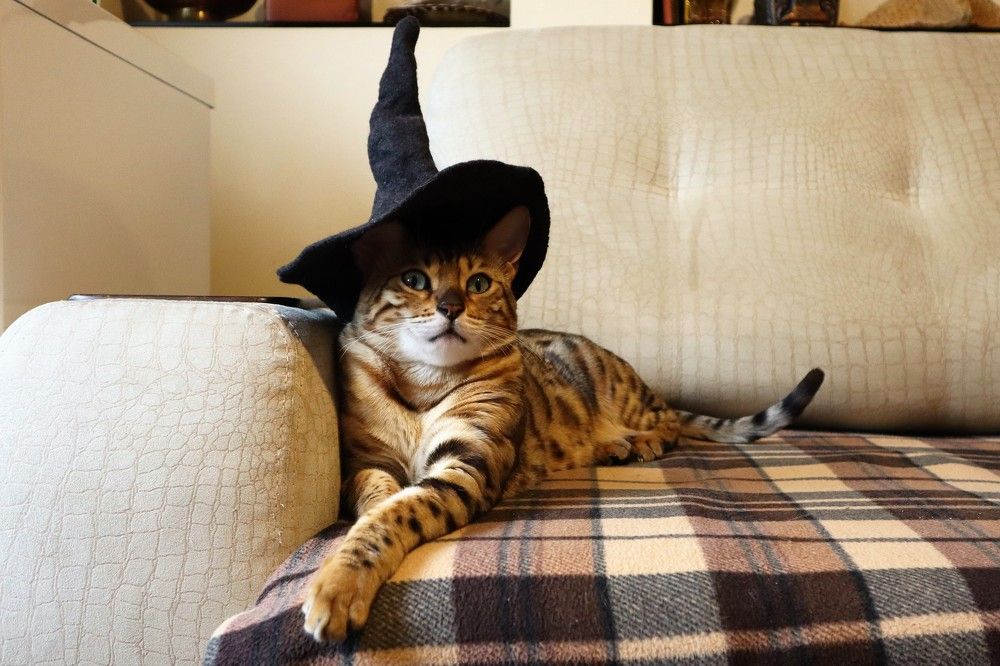 Кошка Веста