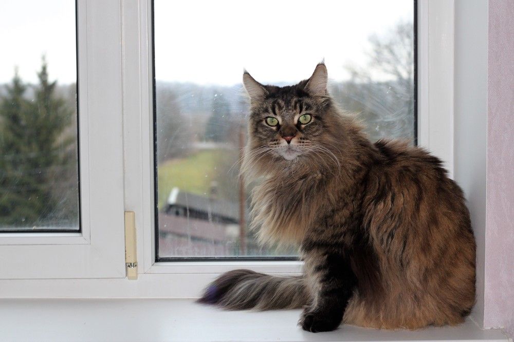 Фотография автора Мария Устинова