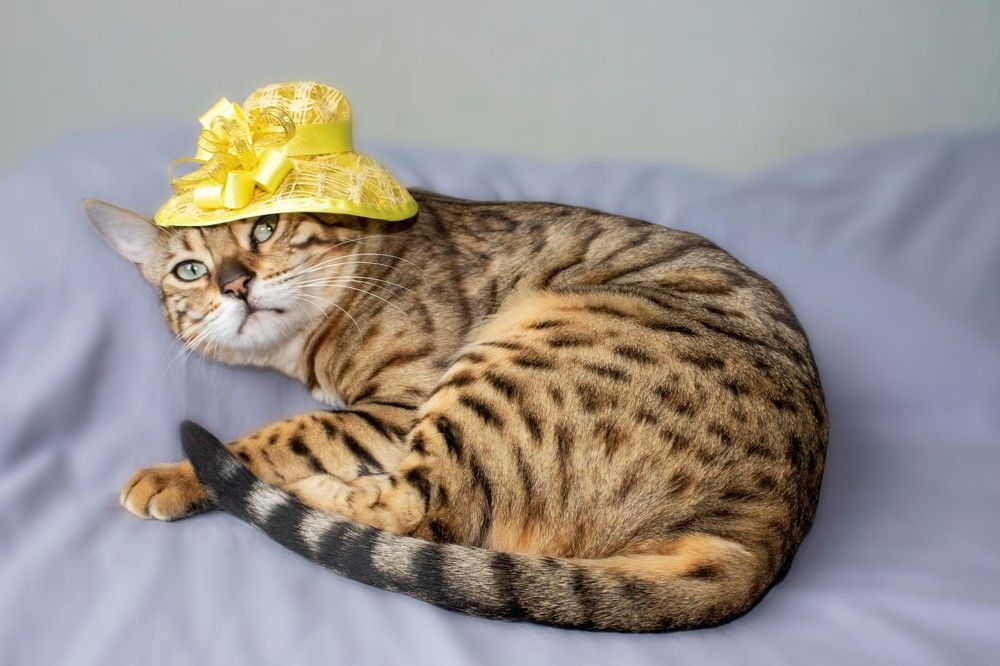 Фотография автора Мария Устинова