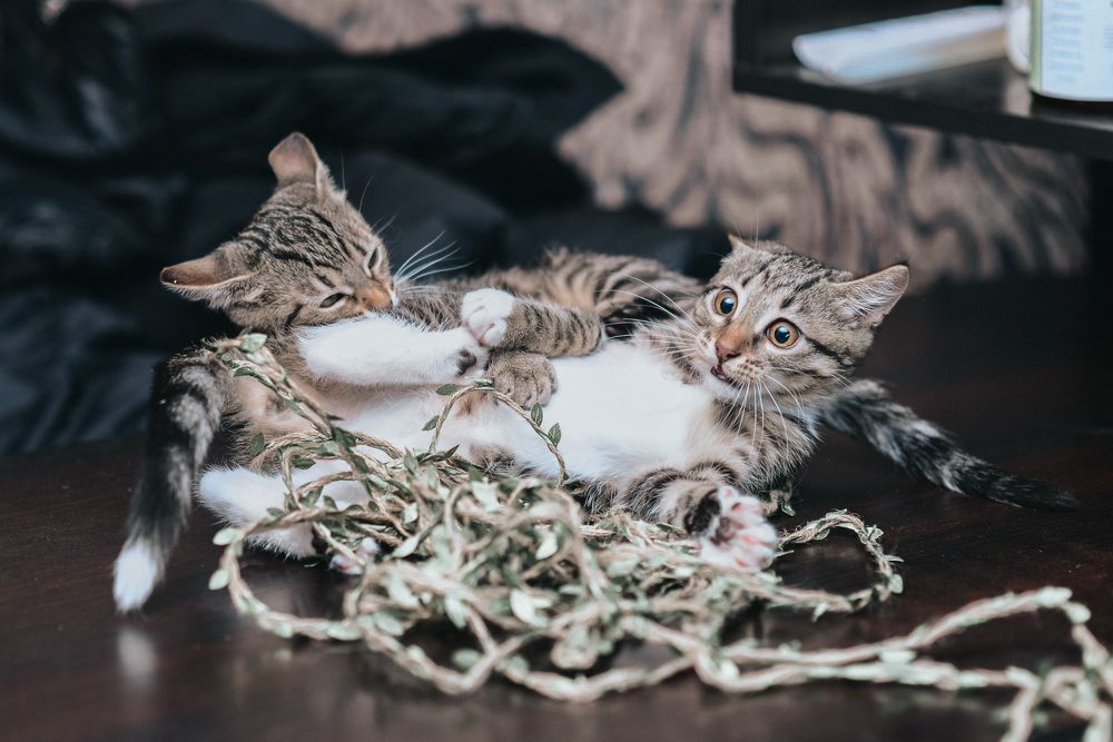 Photograph by irina sherry