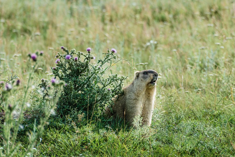 Photograph by Давыдова Гульгена
