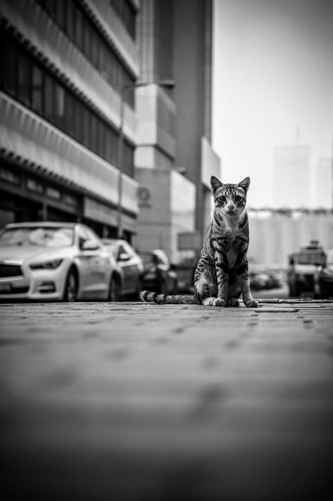 Фотография автора elias al sairafi