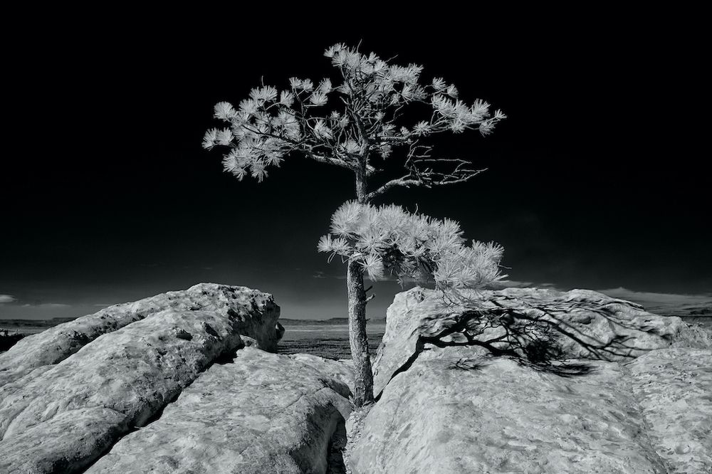 Trees of the American West