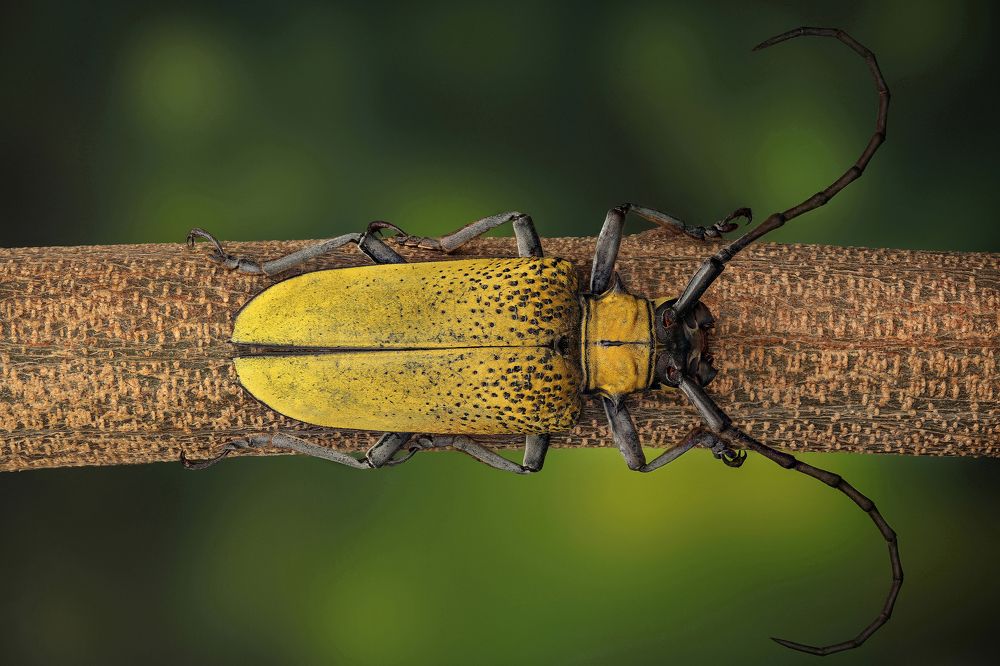 Longhorn beetle Cerosterna luteopubens
