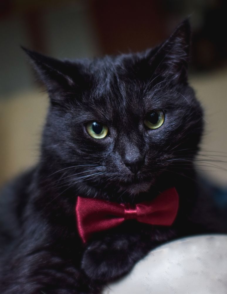 Фотография автора Альбина Хвастунова