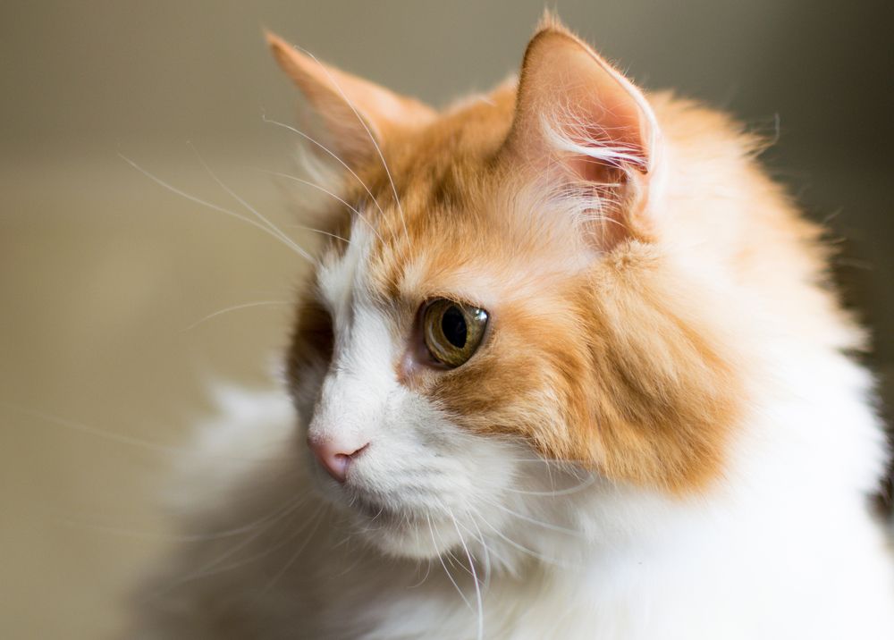 Фотография автора Альбина Хвастунова