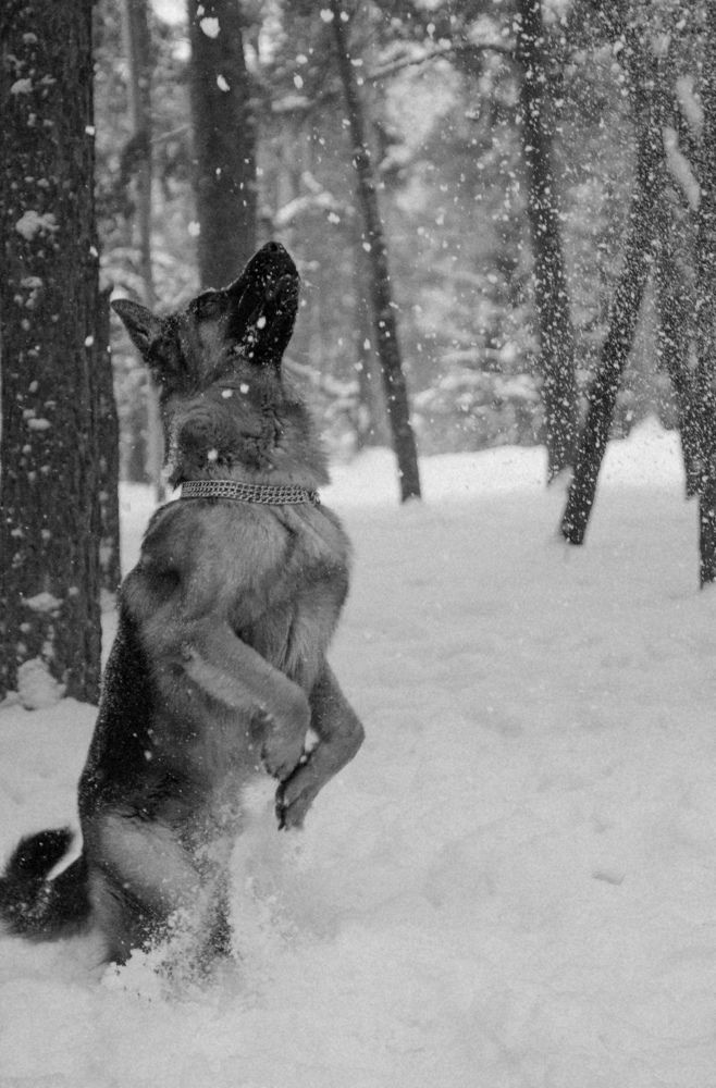 Photograph by Елена Павлова