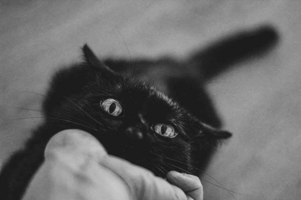 Photograph by Дмитрий Гончаров