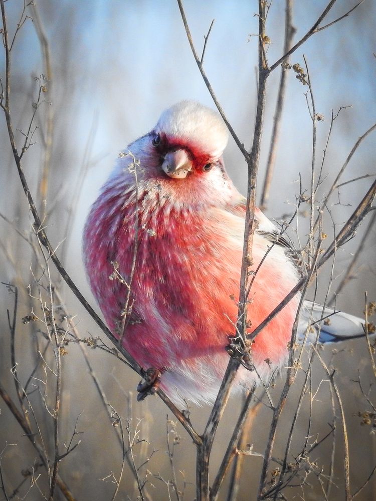 Удивление урагуса