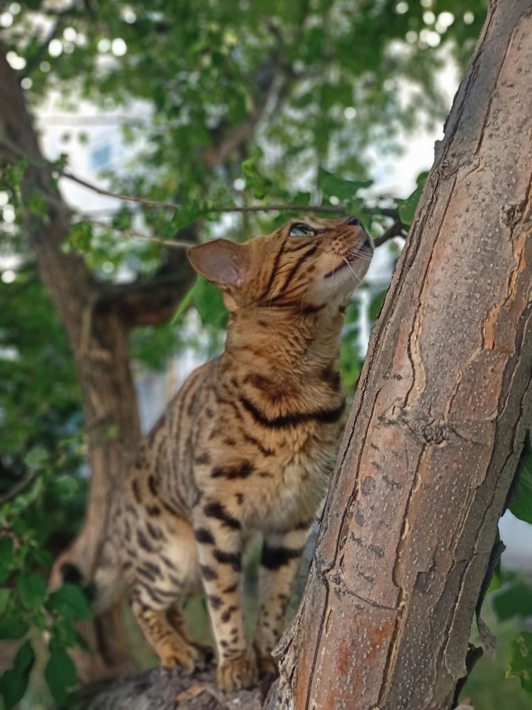 Фотография автора Татьяна Шахова