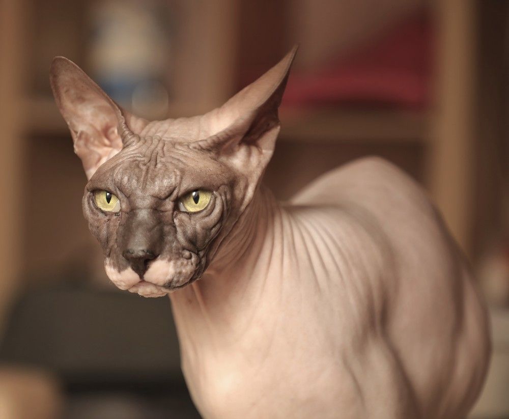 Мой зеленоглазый...