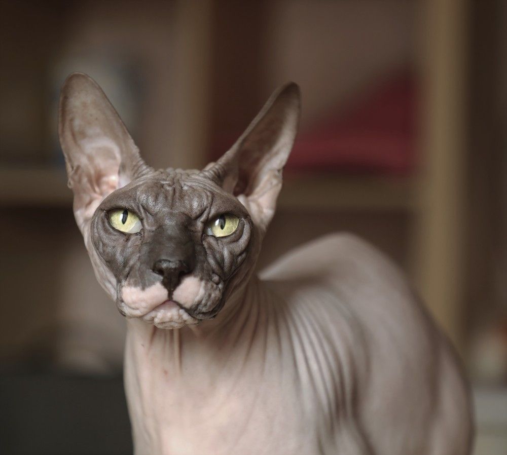 Зеленоглазое чудо.