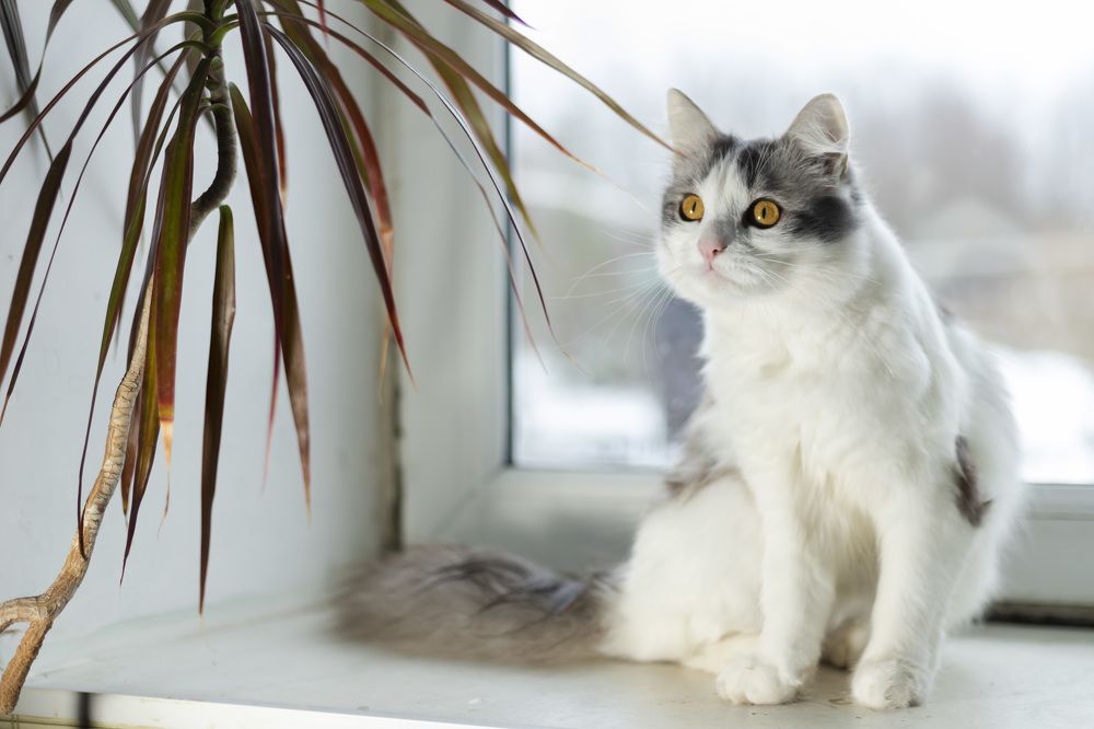 Фотография автора TATYANA STEPANOVA